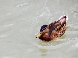 Fotowalk Pfarrwerfen - Bahnhof Werfen